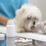 🐾 سرطان در حیوانات خانگی؛ زنگ خطری که نباید نادیده بگیرید سرطان، یکی از بیماری‌های جدی و خطرناک در دنیای حیوانات خانگی است که می‌تواند کیفیت زندگی پت‌ها را به‌شدت تحت تأثیر قرار دهد. برخلاف تصور بسیاری از صاحبان حیوانات، ابتلا به سرطان تنها مختص انسان‌ها نیست؛ بلکه سگ‌ها و گربه‌ها نیز ممکن است به انواع مختلفی از سرطان مانند سرطان پوست، سرطان پستان، لنفوم و تومورهای استخوانی دچار شوند. تشخیص زودهنگام، کلید اصلی در موفقیت درمان سرطان در پت‌ها محسوب می‌شود. علائم سرطان در حیوانات خانگی معمولاً به‌آرامی و به‌صورت تدریجی ظاهر می‌شود. از جمله نشانه‌های شایع آن می‌توان به توده‌های غیرعادی زیر پوست، کاهش وزن ناگهانی، تغییرات رفتاری، زخم‌های دیرترمیم، و بی‌اشتهایی اشاره کرد. متأسفانه بسیاری از این علائم در مراحل اولیه نادیده گرفته می‌شوند و زمانی مورد توجه قرار می‌گیرند که بیماری پیشرفت کرده است. در این مقاله از مجله سلامت طبیب‌یاب، تلاش کرده‌ایم تا با زبانی ساده و علمی، شما را با انواع سرطان حیوانات خانگی، روش‌های تشخیص، راهکارهای پیشگیری و جدیدترین روش‌های درمان آشنا کنیم. اگر شما نیز سرپرستی یک سگ یا گربه را برعهده دارید، این مطلب برای حفظ سلامت پت عزیزتان بسیار حیاتی خواهد بود.