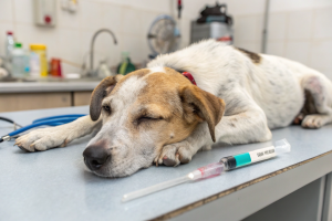 لپتوسپیروز در سگ‌ها: 6 حقیقت مهم برای صاحبان حیوان خانگی