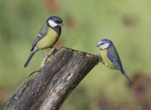 علت ریختن پرهای سر پرندگان چیست؟ بررسی کامل دلایل و راهکارها