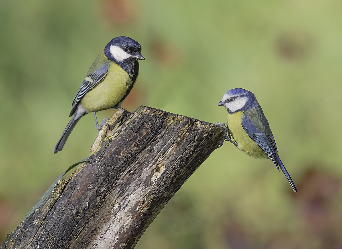 علت ریختن پرهای سر پرندگان چیست؟ بررسی کامل دلایل و راهکارها