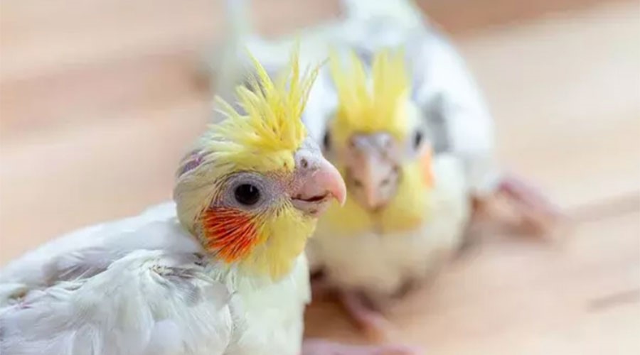  ریختن پرهای سر پرندگان