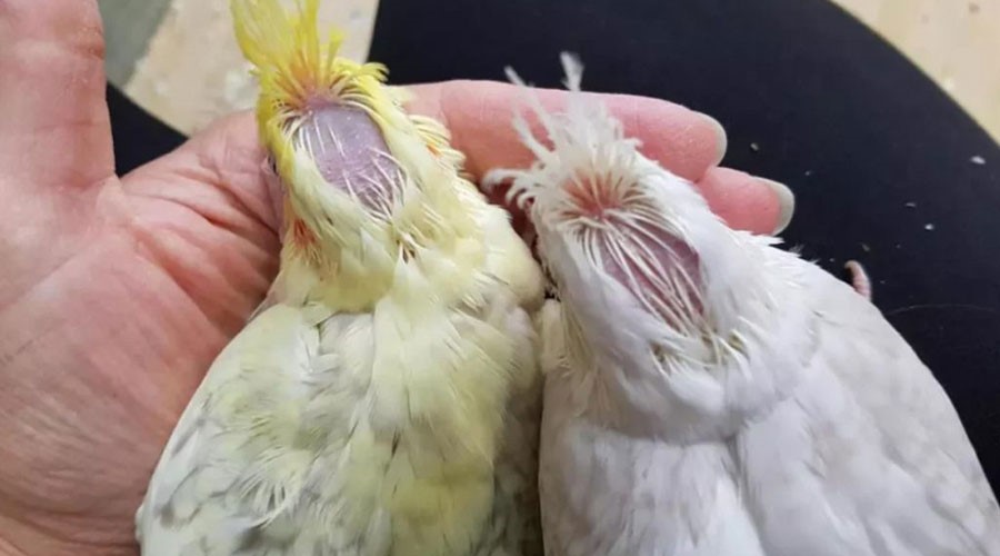 ریختن پر سر پرندگان 