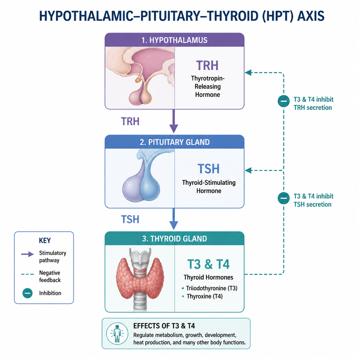 TSH (Thyroid-Stimulating Hormone) یا تیروتروپین، هورمونی است که از غده هیپوفیز (Pituitary Gland) ترشح می‌شود و تیروئید را به تولید هورمون تحریک می‌کند. TSH حساس‌ترین شاخص برای ارزیابی عملکرد تیروئید است و معمولاً اولین آزمایشی است که در غربالگری تجویز می‌شود. رابطهٔ TSH با هورمون‌های تیروئیدی معکوس است: وقتی هورمون تیروئید کم باشد، TSH بالا می‌رود و برعکس.