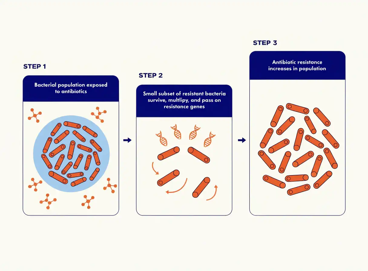 An educational diagram illustrating antibiotic resistance development⁦: a bacterial population exposed to antibiotics, with a small subset of resistant bacteria surviving, multiplying, and passing on resistance genes — shown as a simple labeled sequential infographic. Clean medical illustration, no alarming imagery, professional blue and orange palette, educational style. 