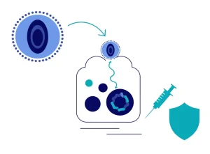 راه‌های انتقال ویروس هپاتیت B