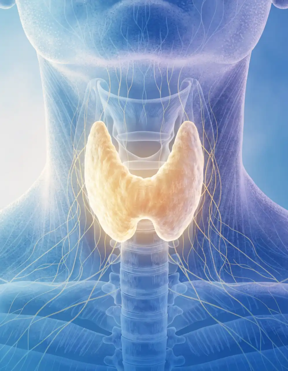 تیروئیدیت هاشیموتو (Hashimoto’s Thyroiditis) چیست؟