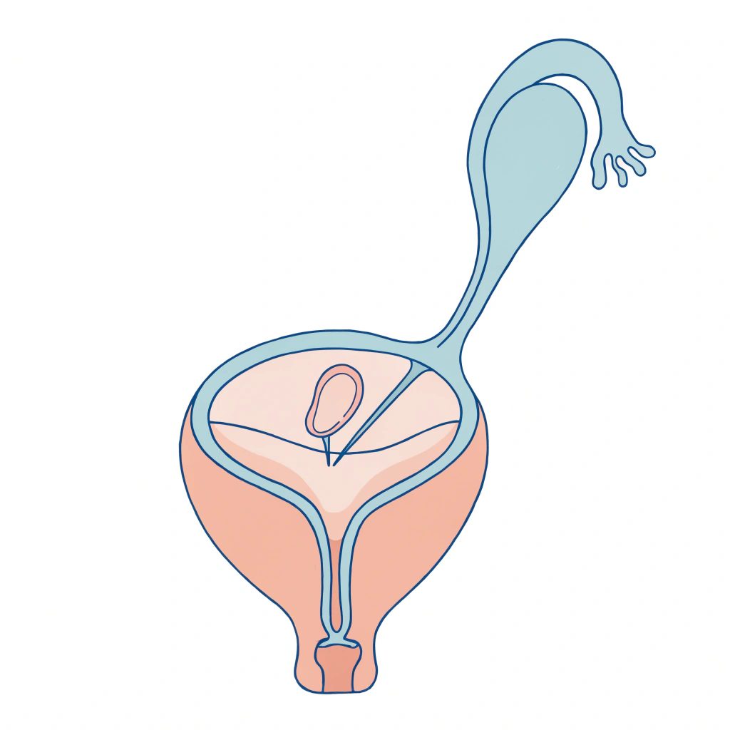 شایعترین علائم اولیهٔ بارداری